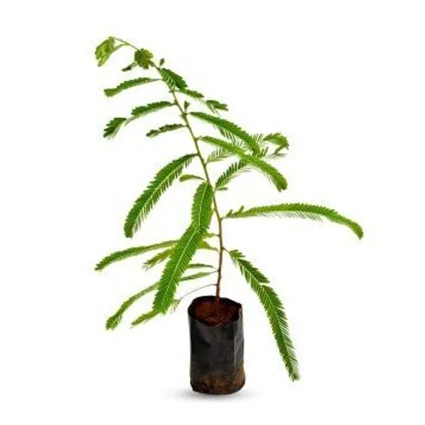 Gooseberry_Amla_Grafted_Fruit_Plant