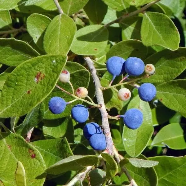 Hybrid_Rudrakhas_Fruit_Plant