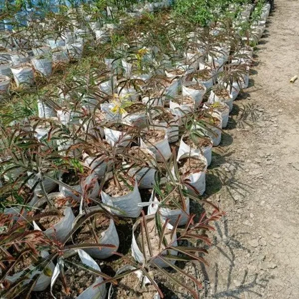 Gooseberry_Amla_Grafted_Fruit_Plant
