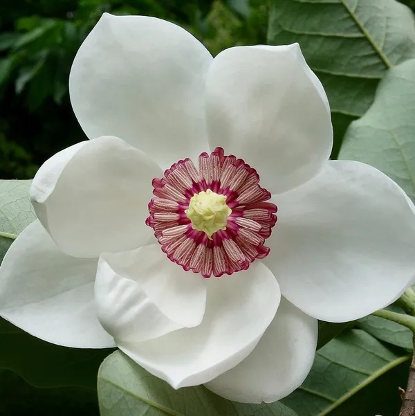 Magnolia_Soulangeana_Flower_Plant_White