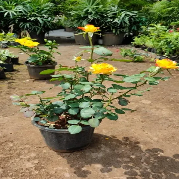 Climbing_Rose_Flower_Plant_Yellow