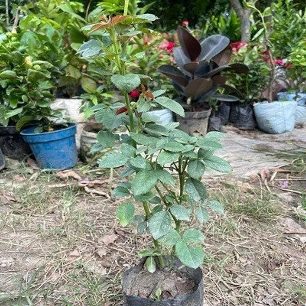Abracadabra_Rose_Flower_Plant