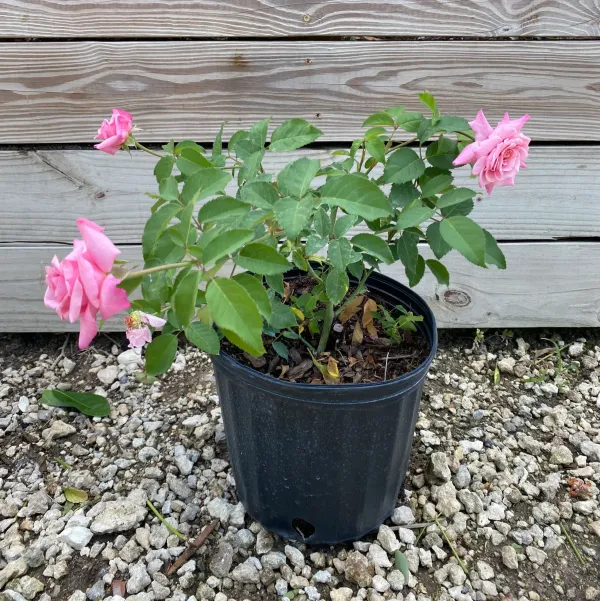 Climbing_Rose_Flower_Plant_Purple_Purple