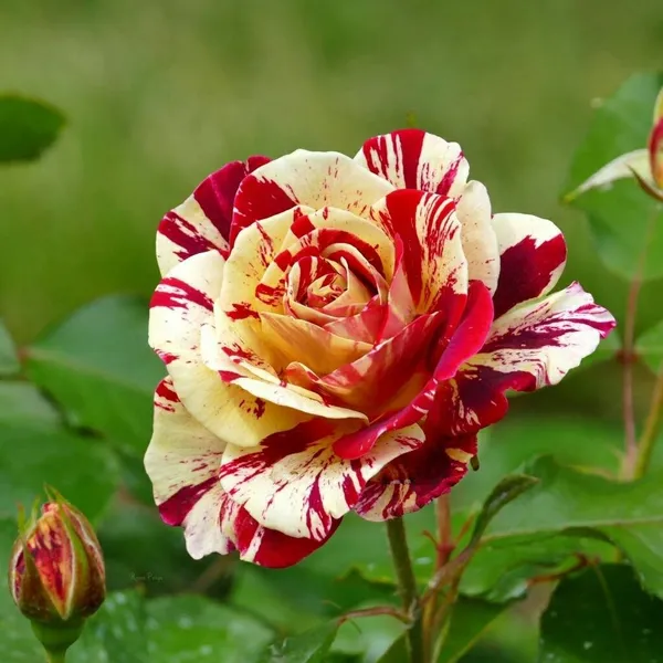 Abracadabra_Rose_Flower_Plant