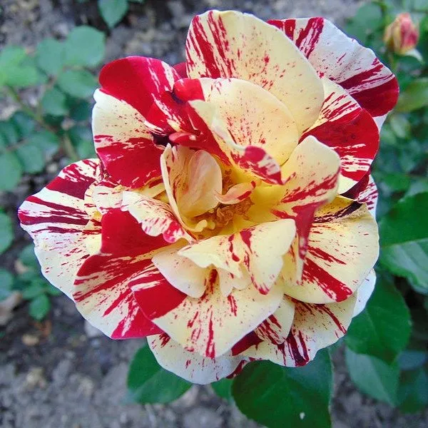 Abracadabra_Rose_Flower_Plant