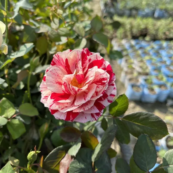 Abracadabra_Rose_Flower_Plant