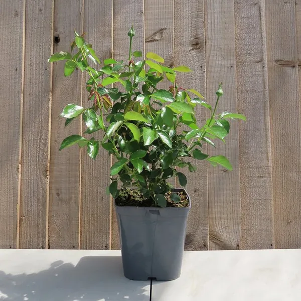 Abracadabra_Rose_Flower_Plant