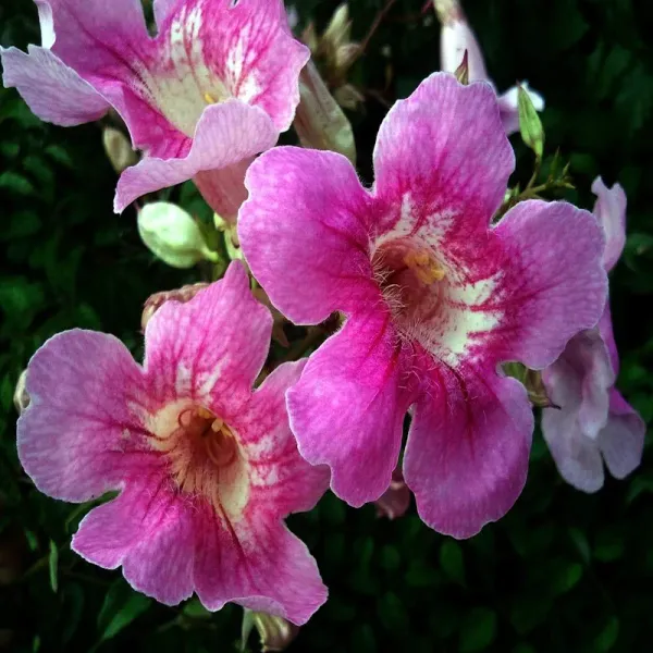 Tecoma_Flower_Plant_Purple