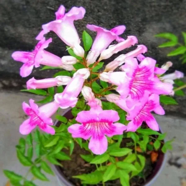 Tecoma_Flower_Plant_Purple
