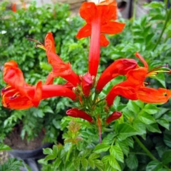 Tecoma_Flower_Plant_Red