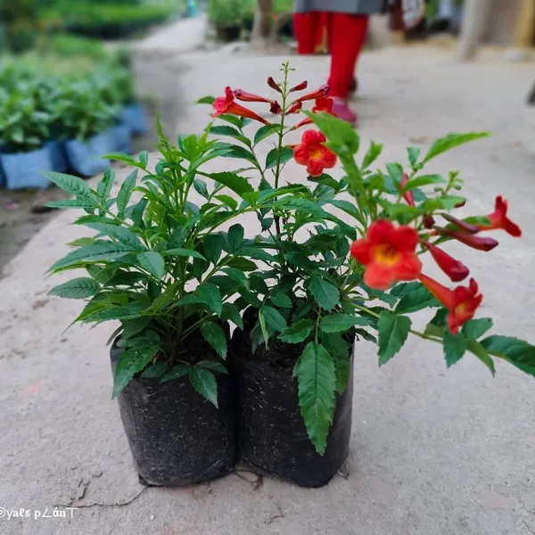 Tecoma_Flower_Plant_Red