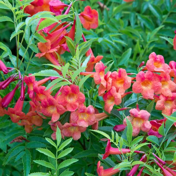 Tecoma_Flower_Plant_Red