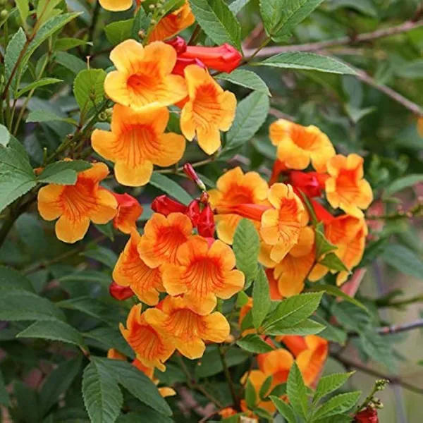Tecoma_Flower_Plant_Orange