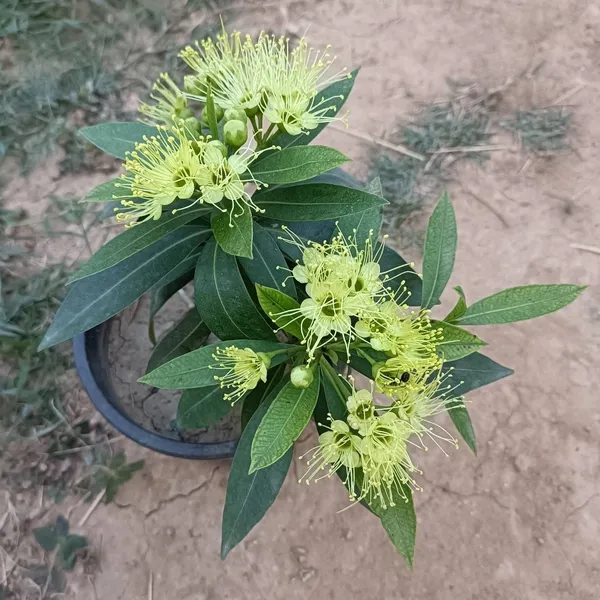 Xanthostemon_Chrysanthus_First_Love_Flower_Plant_Yellow