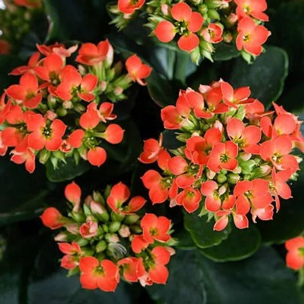 Kalanchoe_Flower_Plant_Orange
