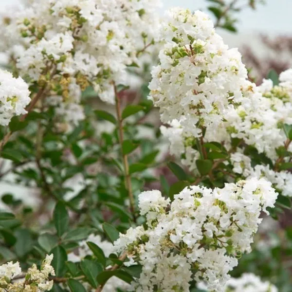 Lagerstroemia_Furush_Flower_Plant_White