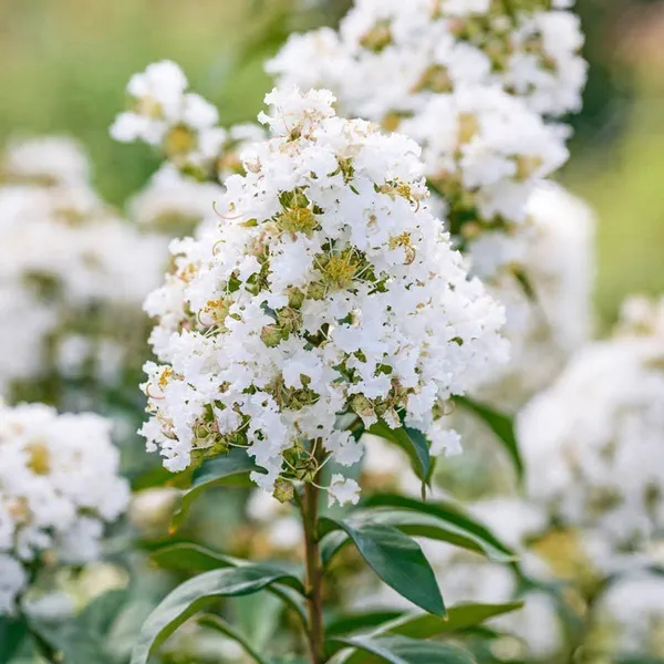 Lagerstroemia_Furush_Flower_Plant_White