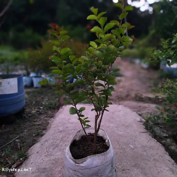 Lagerstroemia_Furush_Flower_Plant_White