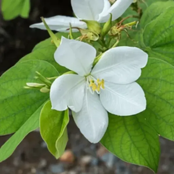 Bauhinia_Acuminata_Kanchan_Flower_Plant_White