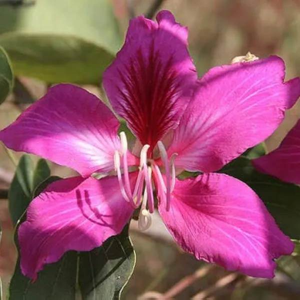 Bauhinia_Acuminata_Kanchan_Flower_Plant_Purple_Purple