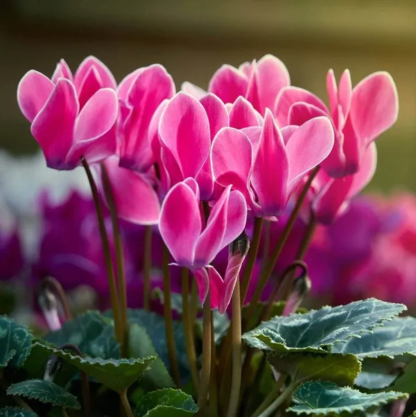 Cyclemen_Flower_Plantpurple_Purple