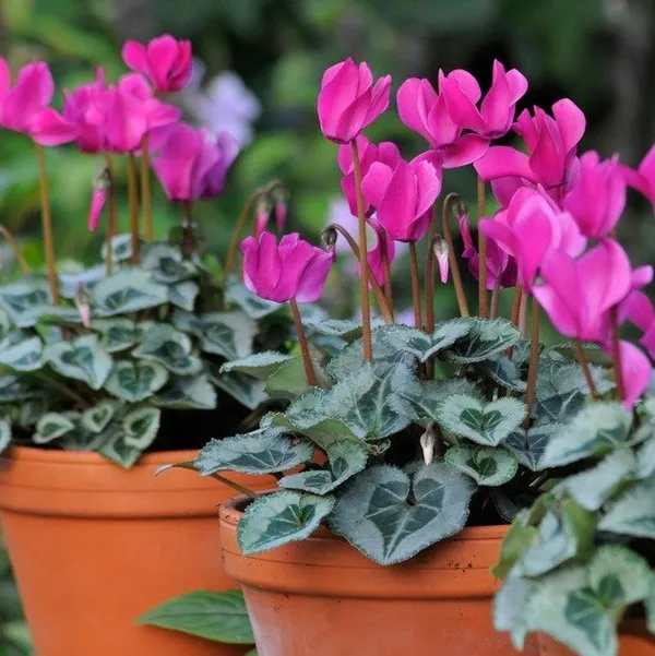 Cyclemen_Flower_Plantpurple_Purple