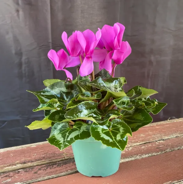 Cyclemen_Flower_Plantpurple_Purple