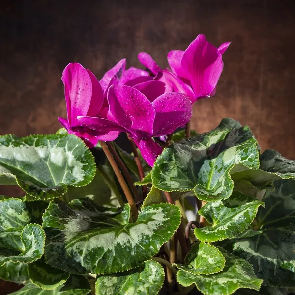 Cyclemen_Flower_Plantpurple_Purple