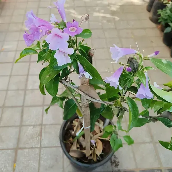 Garlic_Vine_Flower_Plant