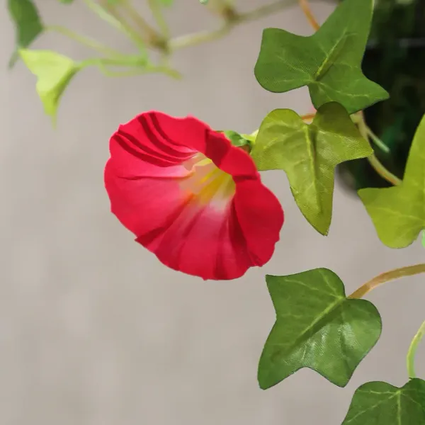 Morning_Golory_Flower_Plant_Orange