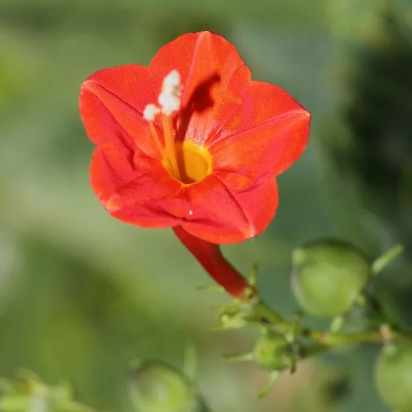 Morning_Golory_Flower_Plant_Orange