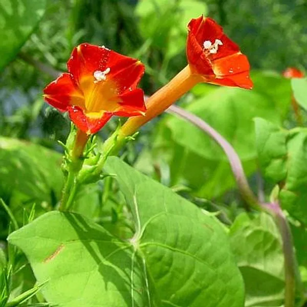 Morning_Golory_Flower_Plant_Orange
