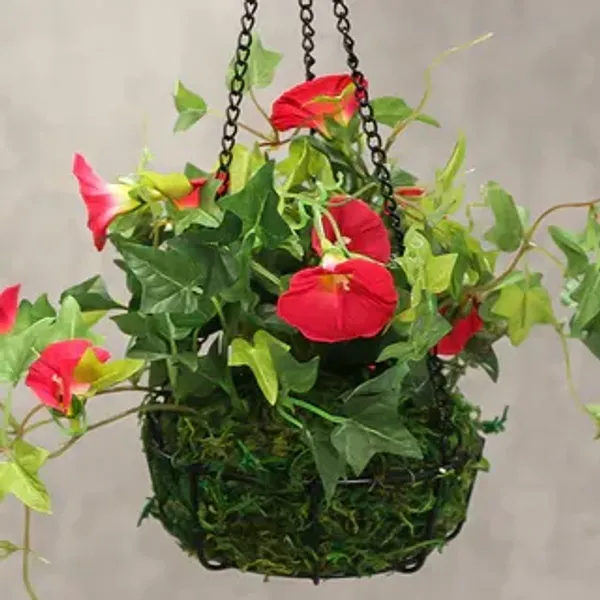 Morning_Golory_Flower_Plant_Orange