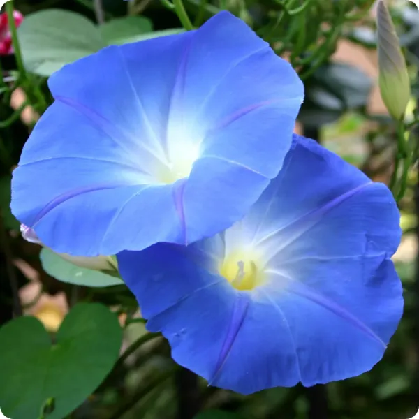 Morning_Golory_Flower_Plant_Blue