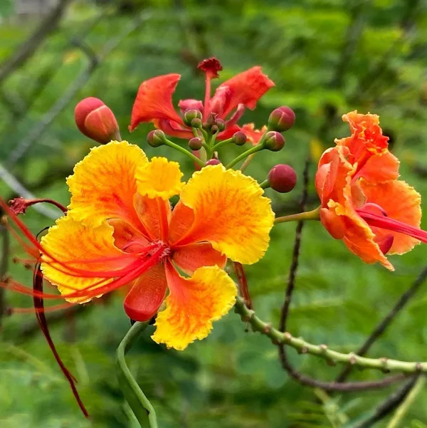 Peacock_Radhachura_Flower_Plant_Red