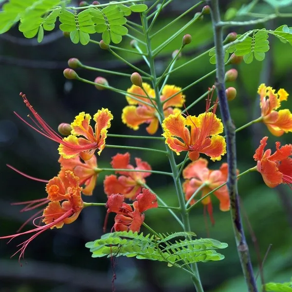 Peacock_Radhachura_Flower_Plant_Red