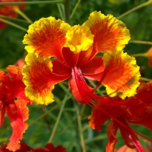 Peacock_Radhachura_Flower_Plant_Red