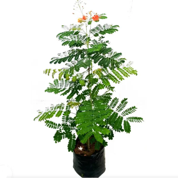 Peacock_Radhachura_Flower_Plant_Red