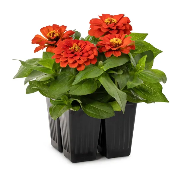 Zinnia_Flower_Plant_Red