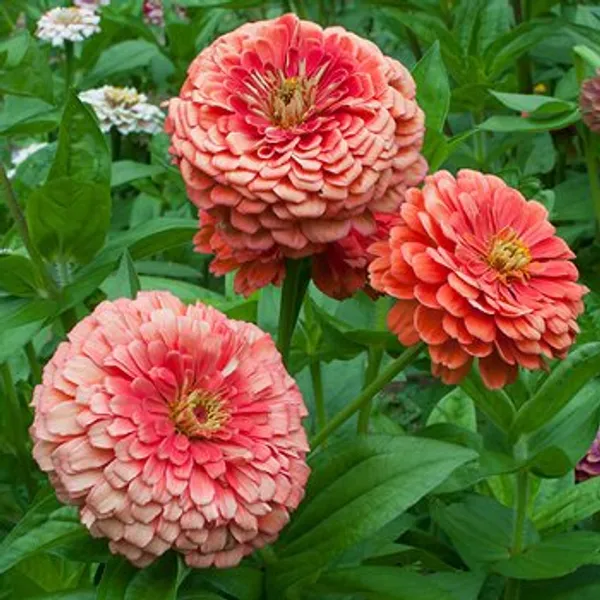 Zinnia_Flower_Plant_Next_Level_Orange
