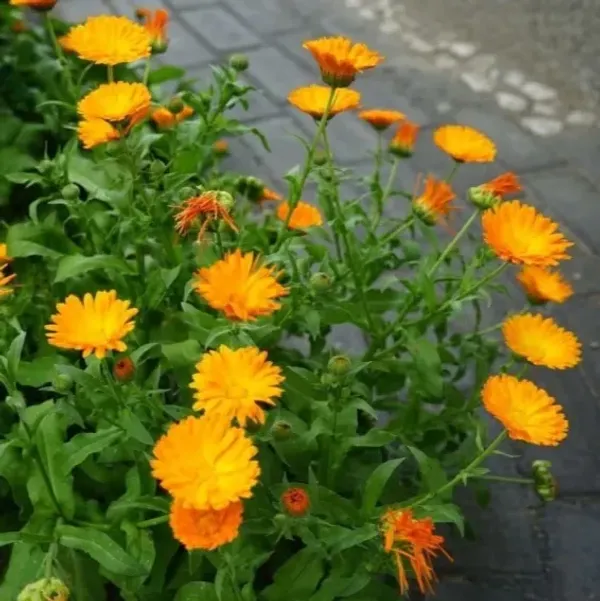 Calendula_Flower_Plant_Yellow