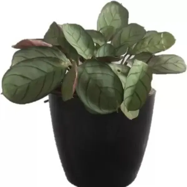 6"_Valencia_Plastic_Pot