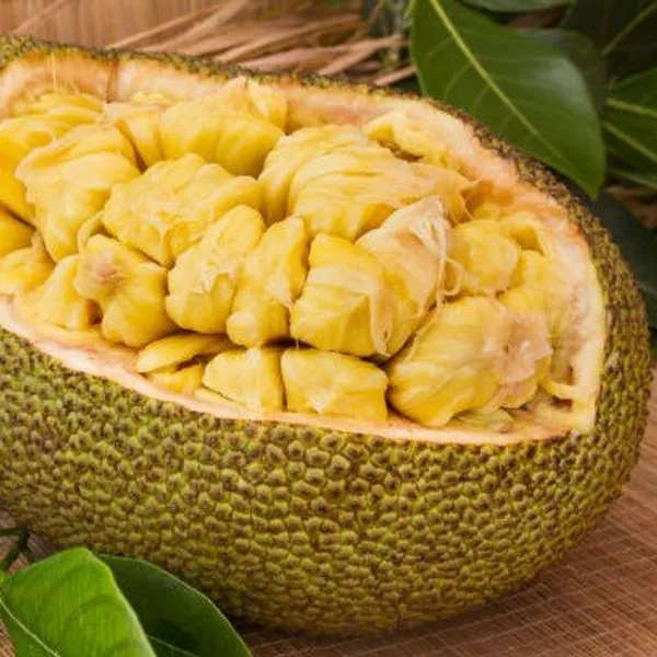 Thai_All_Season_Jackfruit_Panasa_Varikka_Katahal_Chakka_Grafted_Fruit_Plant_(Height_1.5-2_Feet)_Flesh_Organic_Hybrid_Varieties_Fruit_Plant_|_Outdoor