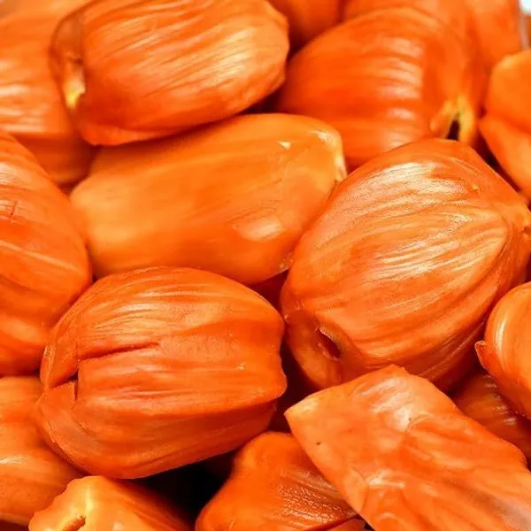 Red_Jackfruit_Grafted_Fruit_Plant