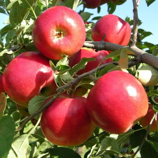 Apple_Hrmn-99_Grafted_Fruit_Plant