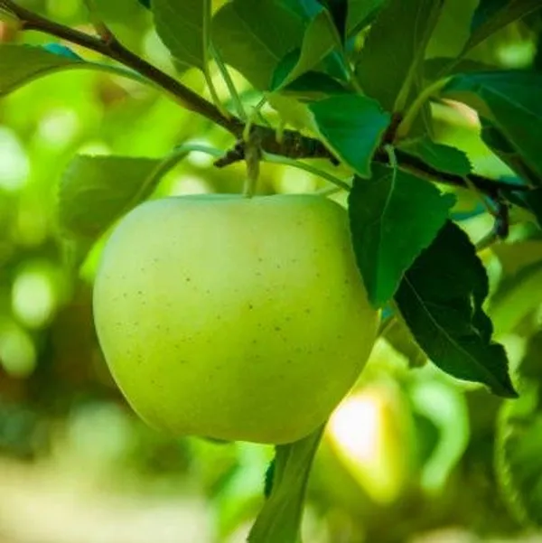 Thai_Varitey_Green_Apple_Grafted_Fruit_Plant