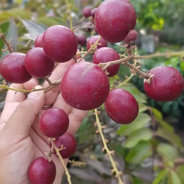 Rubi_Longan_Grafted_Fruit_Plant