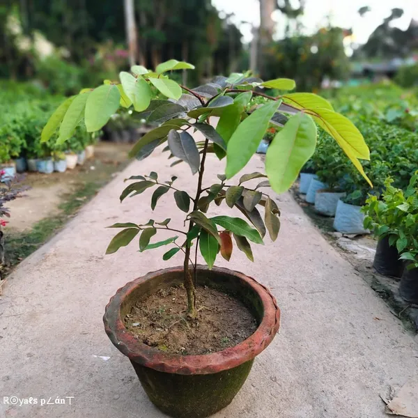 Rubi_Longan_Grafted_Fruit_Plant