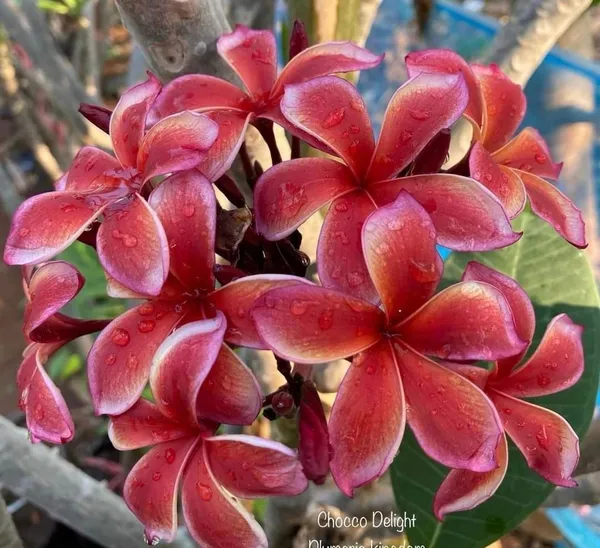 Dwarf_Varitey_Pulmeria_Flower_Plant