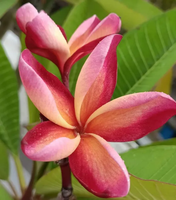 Dwarf_Varitey_Pulmeria_Flower_Plant